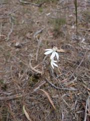 Caladenia gracilis