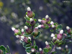 Baccharis vernalis