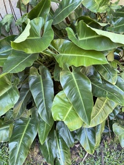 Philodendron erubescens