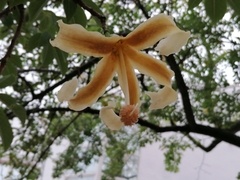 Ceiba insignis