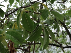 Ceiba insignis
