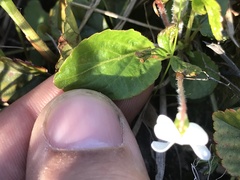 Viola primulifolia