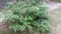 Vitex negundo cannabifolia