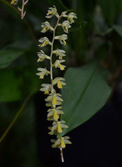 Dendrochilum