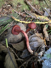 Cortinarius neosanguineus