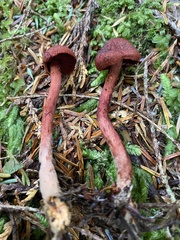 Cortinarius neosanguineus