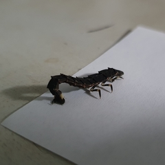 Lamprigera tenebrosa