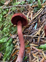 Cortinarius neosanguineus