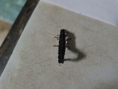 Lamprigera tenebrosa