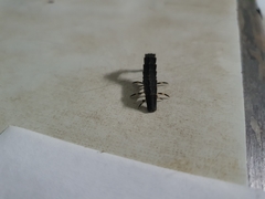 Lamprigera tenebrosa