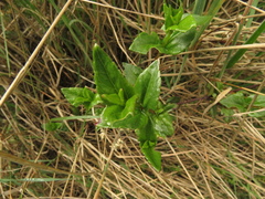 Ageratina gracilis