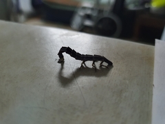 Lamprigera tenebrosa