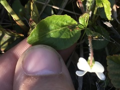 Viola primulifolia