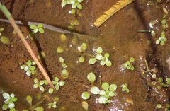 Callitriche lechleri