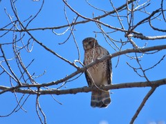 Buteo lineatus