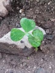 Phaseolus microcarpus