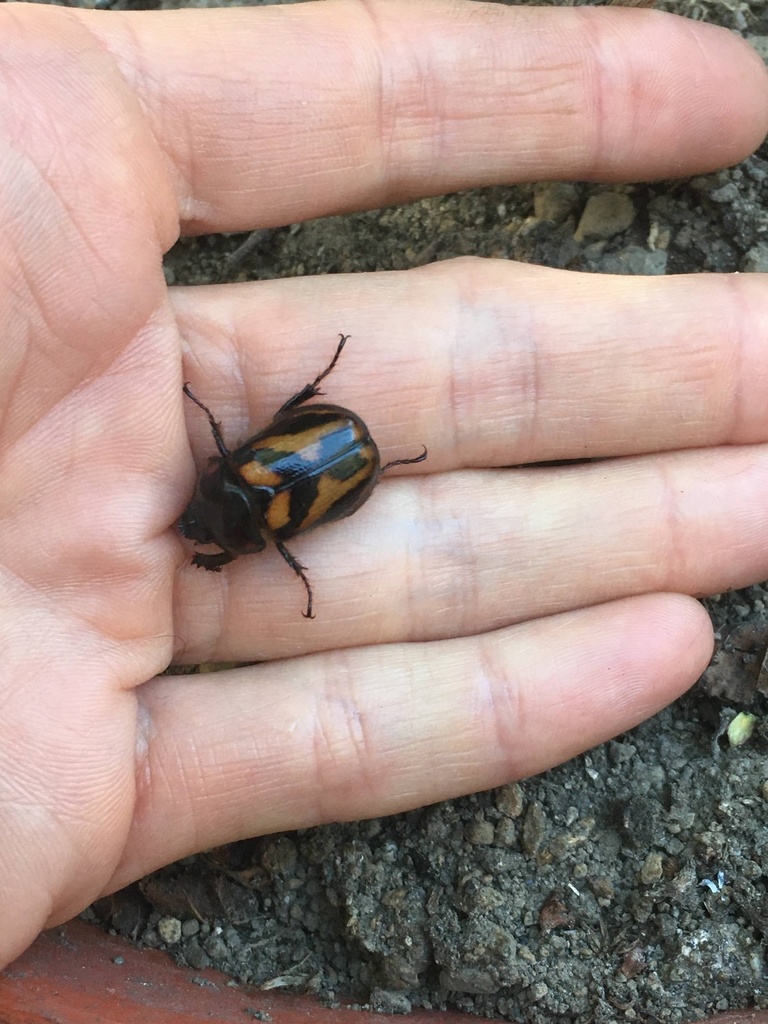 Oryctomorphus bimaculatus