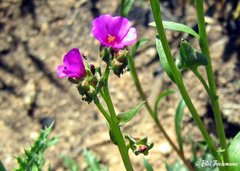 Calandrinia compressa