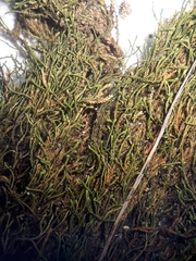 Anomodon pseudotristis