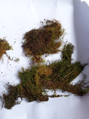 Anomodon pseudotristis