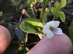 Viola primulifolia
