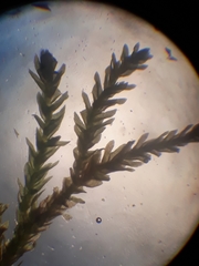 Anomodon pseudotristis