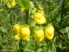 Calceolaria integrifolia