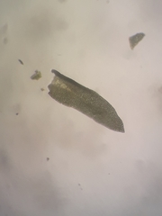 Anomodon pseudotristis