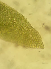 Anomodon pseudotristis