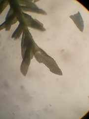 Anomodon pseudotristis