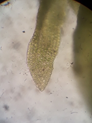 Anomodon pseudotristis