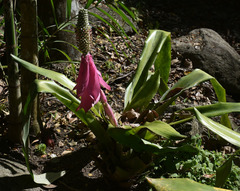 Aechmea mariae-reginae