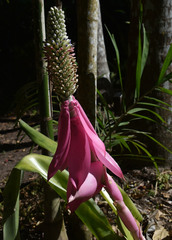 Aechmea mariae-reginae