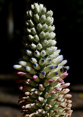 Aechmea mariae-reginae