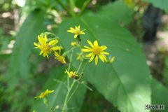Senecio brasiliensis