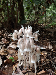 Monotropa uniflora image