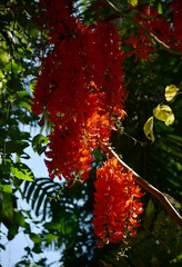 Mucuna novoguineensis