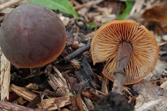 Macrocystidia
