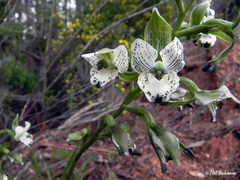 Chloraea galeata