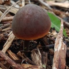 Macrocystidia