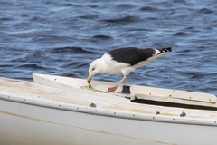 Larus marinus