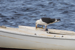 Larus marinus