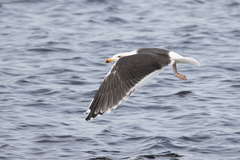 Larus marinus