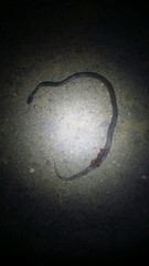 Pareas margaritophorus