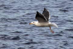 Larus marinus