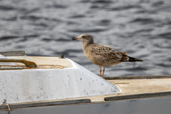 Larus argentatus