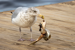 Larus argentatus