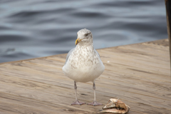 Larus argentatus