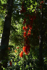 Mucuna novoguineensis