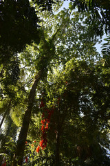 Mucuna novoguineensis